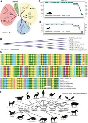 In Silico Infection Analysis (iSFA) Identified Coronavirus Infection and Potential Transmission Risk in Mammals